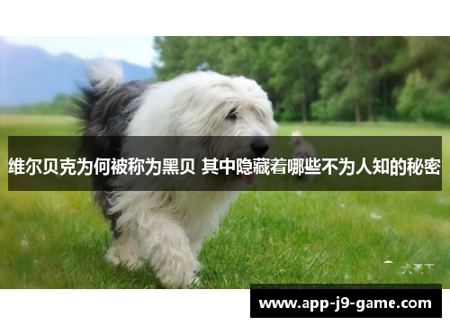 维尔贝克为何被称为黑贝 其中隐藏着哪些不为人知的秘密 维尔贝克为何被称为黑贝 其中隐藏着哪些不为人知的秘密